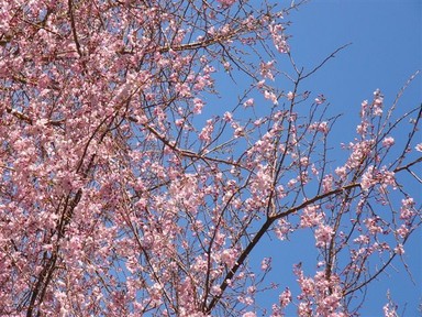 Spring